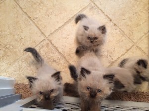 Sweet catties at the gate in my bathroom
