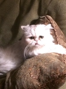 Windsor fully recovered!