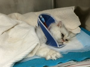 Windsor reaching a paw to touch me just an hour or so after his surgery.