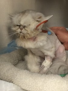 Day three after his surgery, Windsor had us worried. We took this photo on our visit.